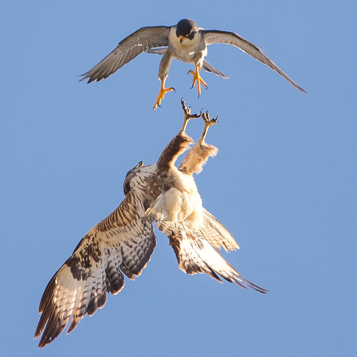 Птица быстрее всех летает. Птица быстрее всех летает. Парящая птица. Птица быстрее всех летает. Сапсан птица раскраска цветная.
