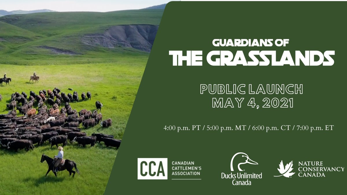 Canada has one of the most endangered #ecosystems in the entire world – our native temperate #grasslands. Taking care of what remains is largely the families that raise beef cattle. Learn more at #GuardiansoftheGrasslands, premiere May 4! Register here: lnkd.in/gab7uWc