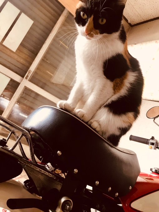 猫の許可を得て山を見たり川を見たりしていた 