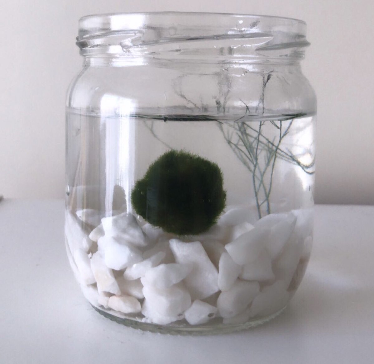 Influence olma hızım ektedir: