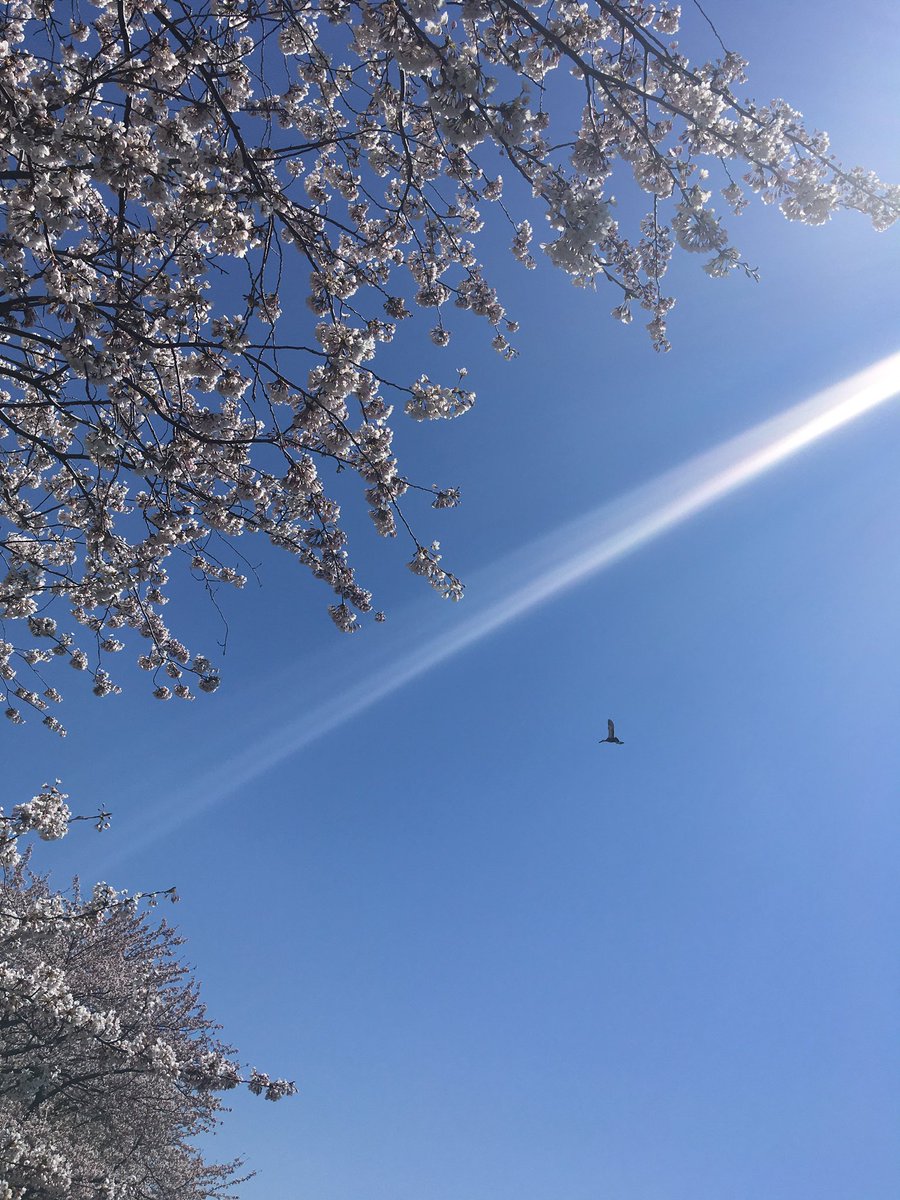 4/11、晴天☀️。秋田市楢山、太平川桜並木🌸

のどかで、綺麗な桜景色が広がっていて、心が豊かになりました🌸

今年も、ほのかな陽だまりを感じながら太平川に住む白鳥を見る事ができてとても嬉しい🦢

川沿い喫茶スワンがオープンしたので、次回の散歩も楽しみです☕️