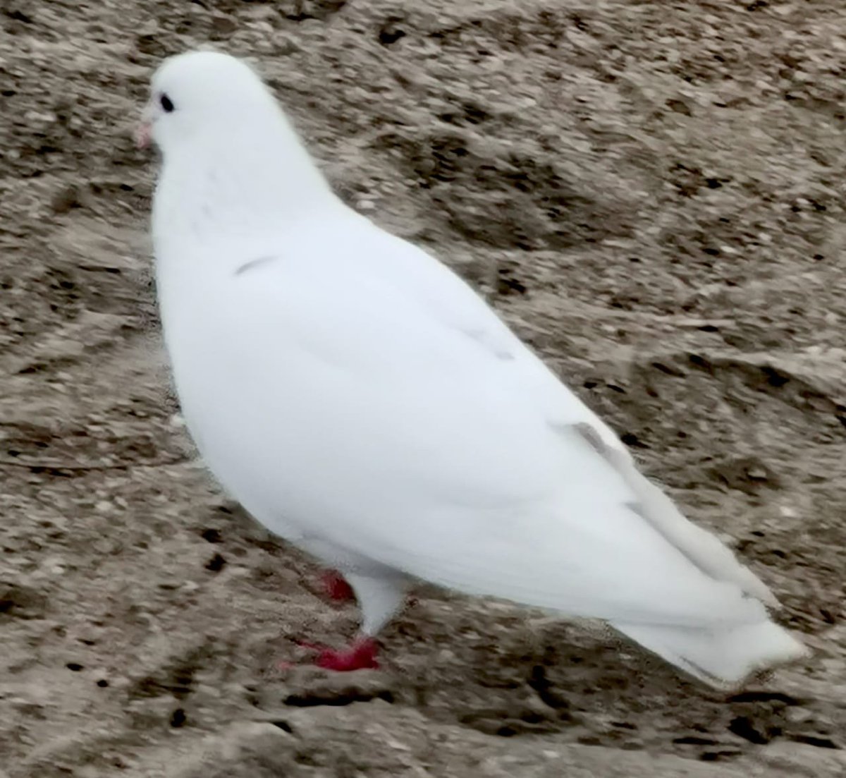 A pomba branca
The white dove

🕊️#dove #pomba #NaturalBeauty #natureza
#MondayMotivaton 
🕊️
#NaturePhotography by me 

#bird #birbphotography #birds 

#photographer #fotografia #pombabranca #peace #TwitterNatureCommunity #Cosmos 

<a href="/StormHour/">#StormHour</a>  
<a href="/ThePhotoHour/">#ThePhotoHour</a>