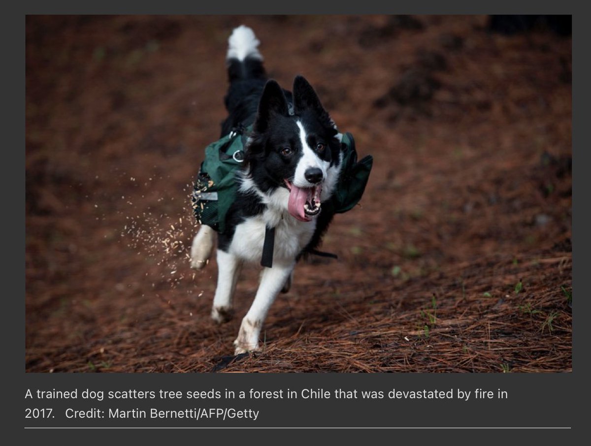 RT @laurelchor: please enjoy this picture of a dog trained to scatter seeds to help restore a forest damaged by fire https://t.co/lJNz9FtO5i