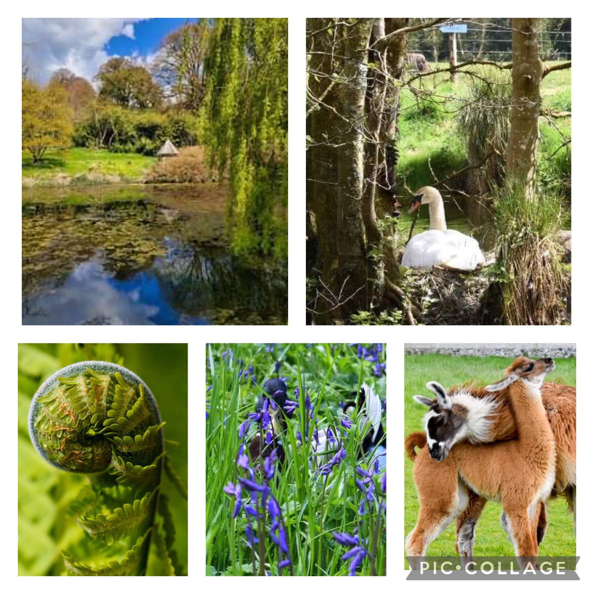 Tullynally Castle joins Twitter at last! Our beautiful gardens are now open Thursday to Sunday every week until end of September and the Tearooms is serving takeaway food and drink. #irishgardens #westmeathtourism #tullynallygardens
