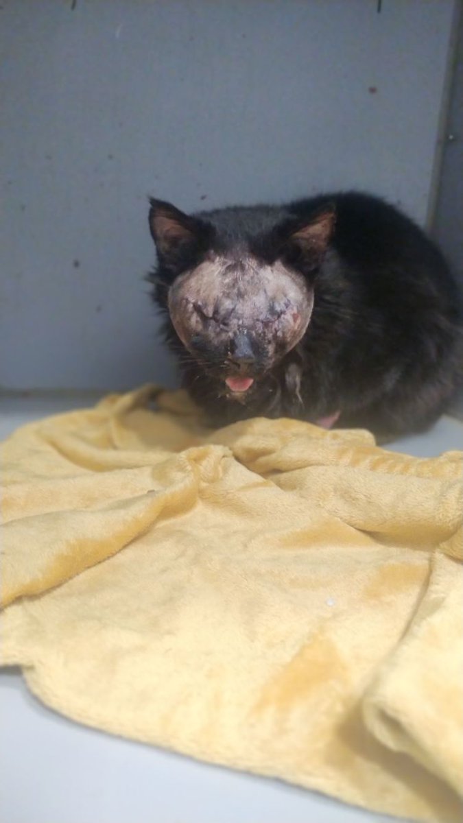 PandoraThalassa's tweet photo. El caso de Omoni necesita un hilo propio. Omoni es un gatito muy especial que necesita acogida en Córdoba o #Adopcion por toda España. https://t.co/WGV82WFHAa