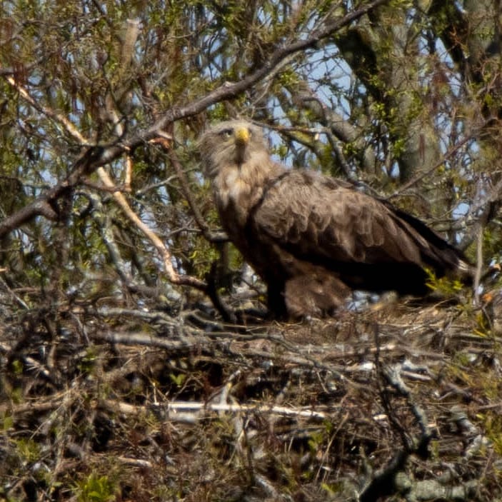 Blakecone's tweet image. #whitetailedeagle  
#explore_wildlife
#gn_photos
#global4nature
#birdphotography
#bird_brilliance
#birds
#dichtbijgroen
#birds_matter
#nationalgeographic
#naturephotography
#birdwatching
#wildlifephotography
#mynfryskegea
#natuurmonumenten