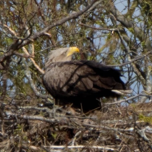 Blakecone's tweet image. #whitetailedeagle  
#explore_wildlife
#gn_photos
#global4nature
#birdphotography
#bird_brilliance
#birds
#dichtbijgroen
#birds_matter
#nationalgeographic
#naturephotography
#birdwatching
#wildlifephotography
#mynfryskegea
#natuurmonumenten