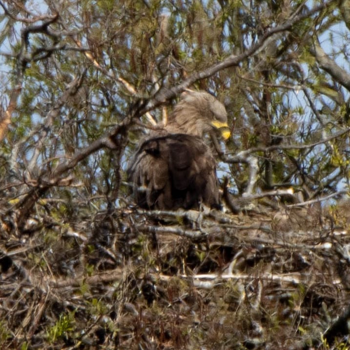 Blakecone's tweet image. #whitetailedeagle  
#explore_wildlife
#gn_photos
#global4nature
#birdphotography
#bird_brilliance
#birds
#dichtbijgroen
#birds_matter
#nationalgeographic
#naturephotography
#birdwatching
#wildlifephotography
#mynfryskegea
#natuurmonumenten