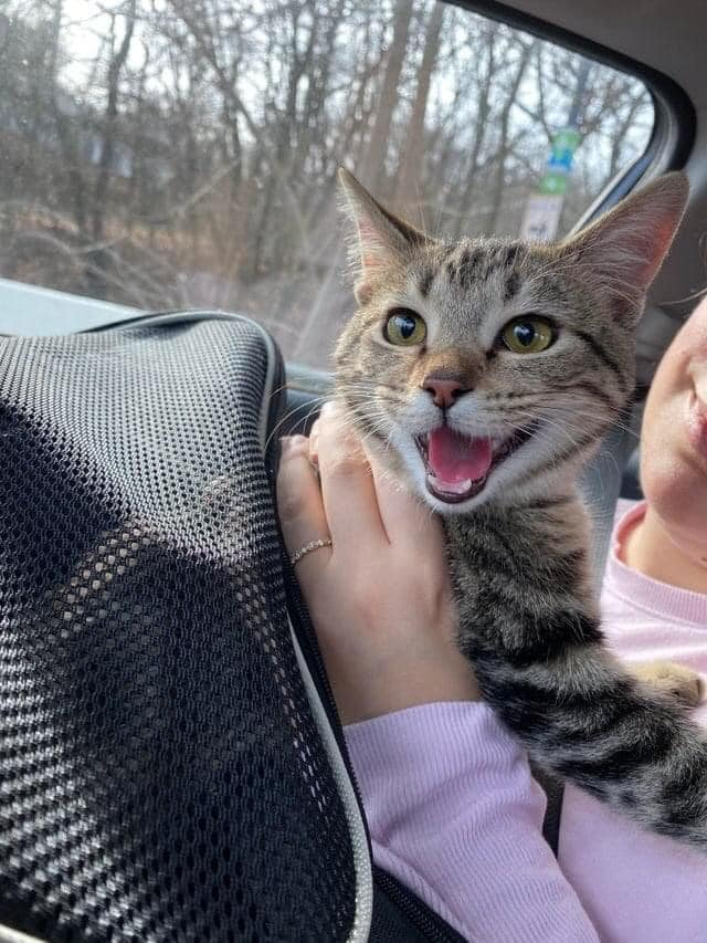 - Braucu mājās no patversmes! Nu esmu mājas kaķis.