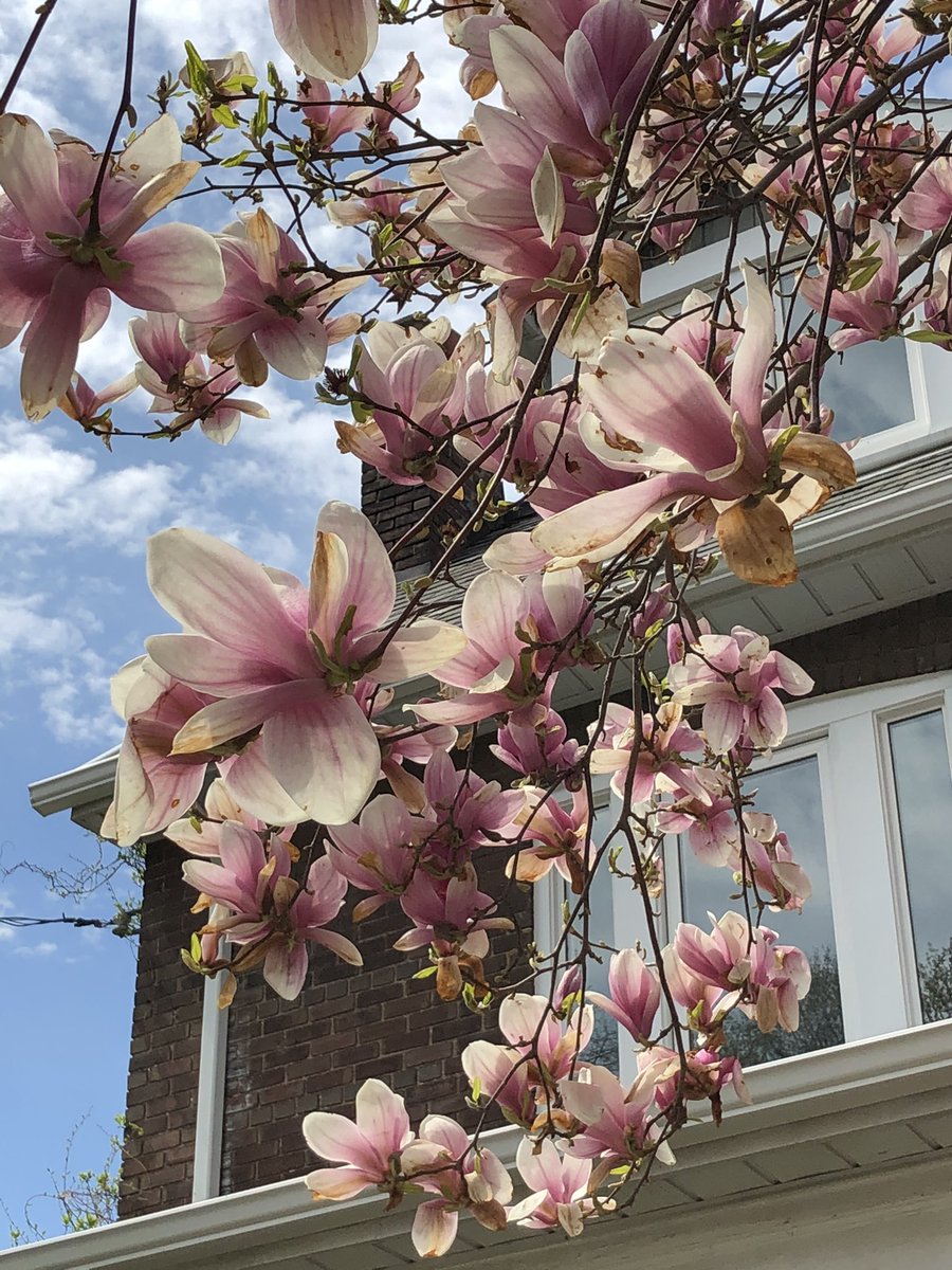 tonylei_digital's tweet photo. Who likes #cherryblossom season? https://t.co/VtZR5GMaTF