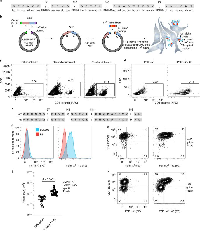 MHC class II tetramers engineered for enhanced binding to CD4 improve detection of antigen-specific T cells go.nature.com/337Y6nY