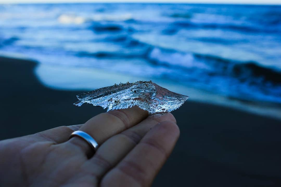 AvariaRodrigo's tweet image. ¿sabían que hay una caracola que emula ser un trozo de hielo? Así es esta caracola tiene por nombre Cymbulia peronii y es oriunda de España (Cabo de la gata)🐠🌺🐚
.
.
.

#seashells #shellhunter #shellcollection #indonesia_photography #cypraea #shellmalaysia #ocean #conchiology