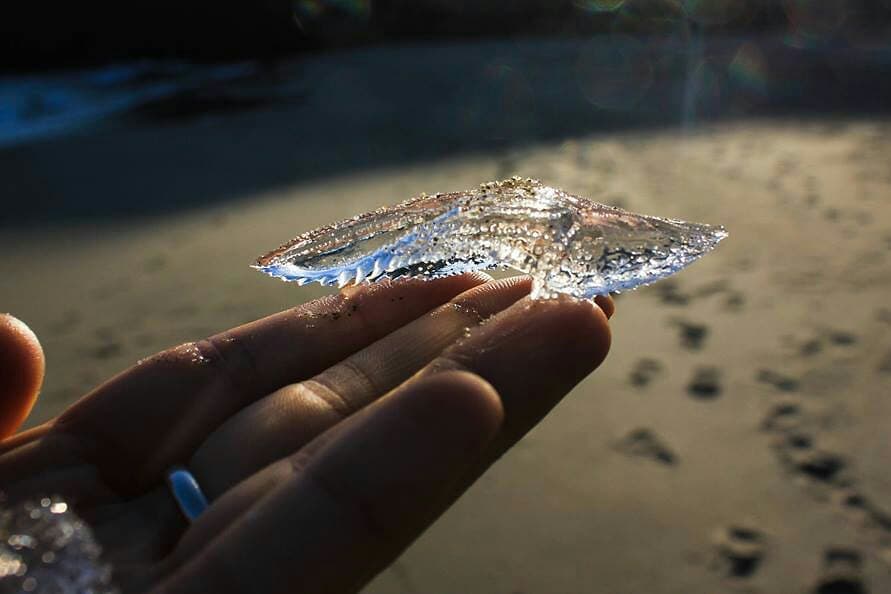 AvariaRodrigo's tweet image. ¿sabían que hay una caracola que emula ser un trozo de hielo? Así es esta caracola tiene por nombre Cymbulia peronii y es oriunda de España (Cabo de la gata)🐠🌺🐚
.
.
.

#seashells #shellhunter #shellcollection #indonesia_photography #cypraea #shellmalaysia #ocean #conchiology
