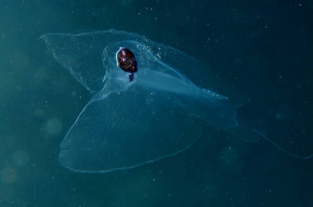 AvariaRodrigo's tweet image. ¿sabían que hay una caracola que emula ser un trozo de hielo? Así es esta caracola tiene por nombre Cymbulia peronii y es oriunda de España (Cabo de la gata)🐠🌺🐚
.
.
.

#seashells #shellhunter #shellcollection #indonesia_photography #cypraea #shellmalaysia #ocean #conchiology