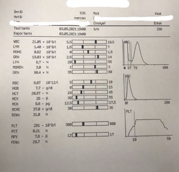 FipMercan's tweet photo. merhaba ben mercan bugün 6. dozumu oldum aşağıda yapılan testlerin sonuçlarını görebilirsiniz kan değerlerim gittikçe iyiye gidiyor🥳🥳 ama tedavim yarım kalırsa maalesef başa geri döneriz ve iyileşemem🥺 o yüzden lütfen sesimi duyurmama yardım edin💙 #fip #FIP #mercanahayatol https://t.co/CXUb4elvFp