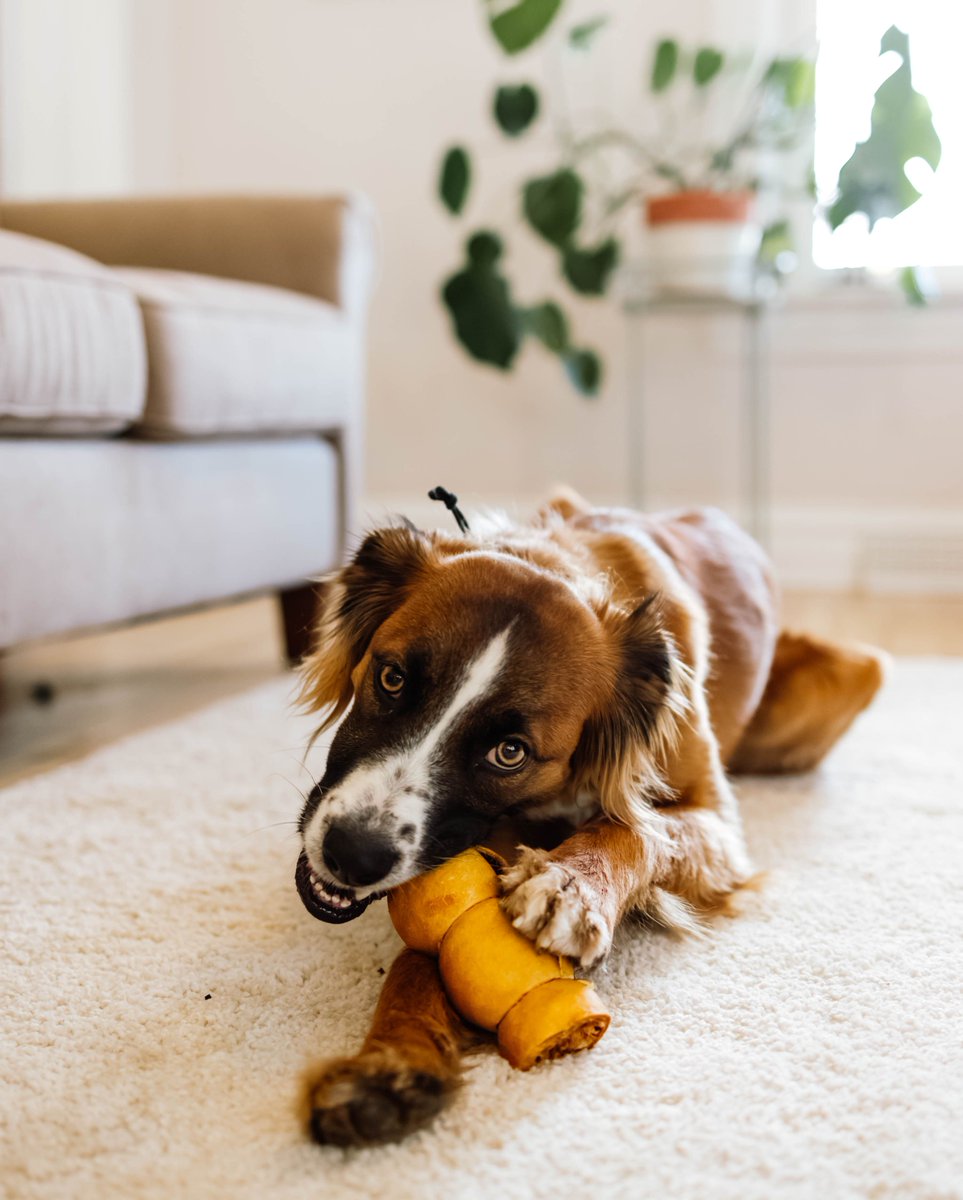Barkworthies Peanut Butter Beef Cheeks are perfect for a longer chew session during the workweek. These chews will occupy your dog during any meeting or work call with their tough texture and delicious peanut butter flavor. Pick some up today at your local Barkworthies retailer!