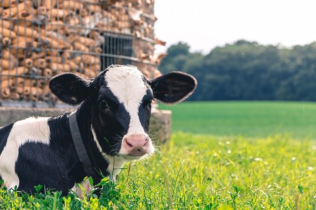 MercyForAnimals's tweet photo. She deserves our protection. https://t.co/SgumeTT9Tp