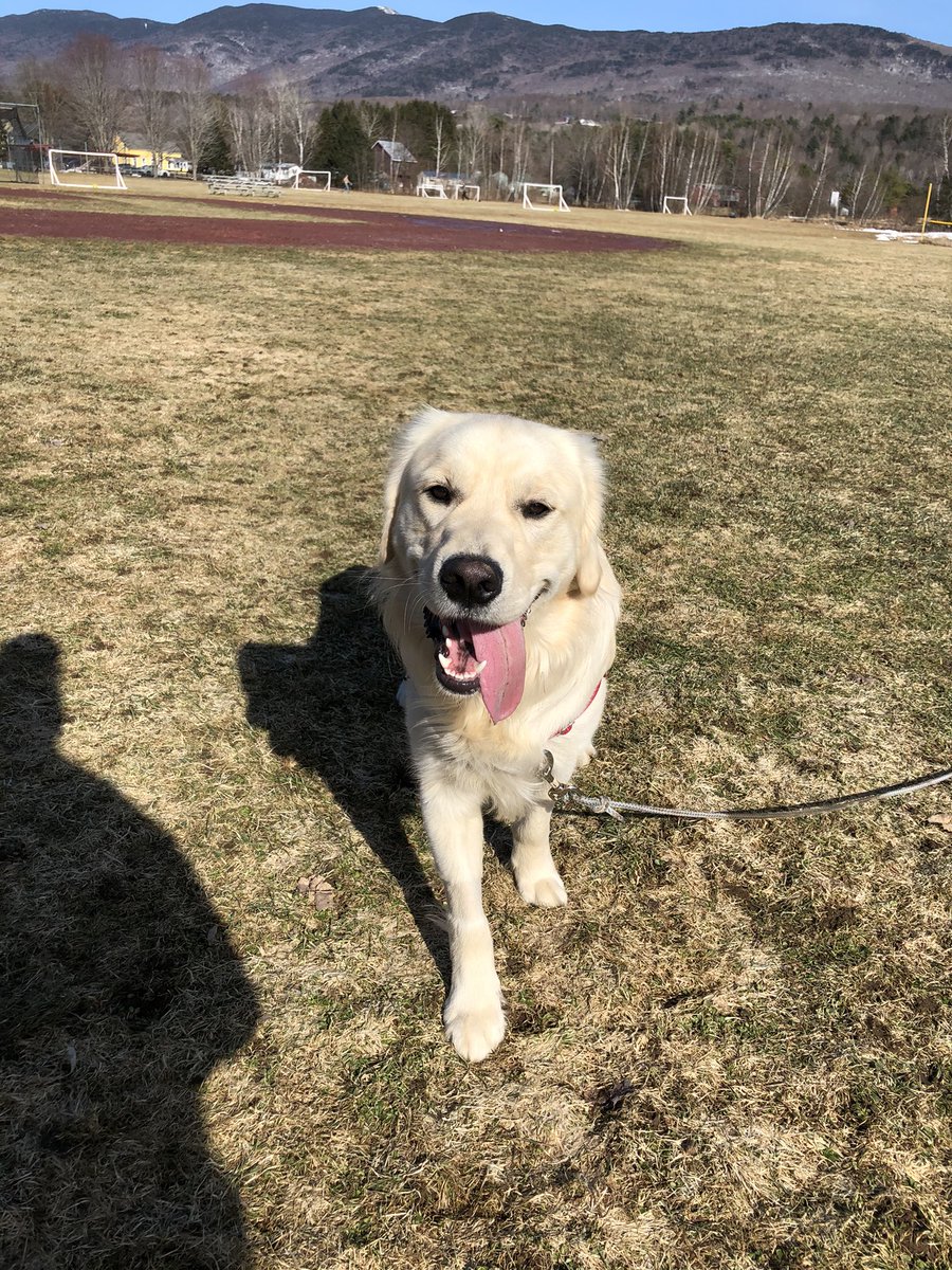 julesssfaith's tweet photo. #PupweiserContest @budweiserusa https://t.co/1k5mnzGsby