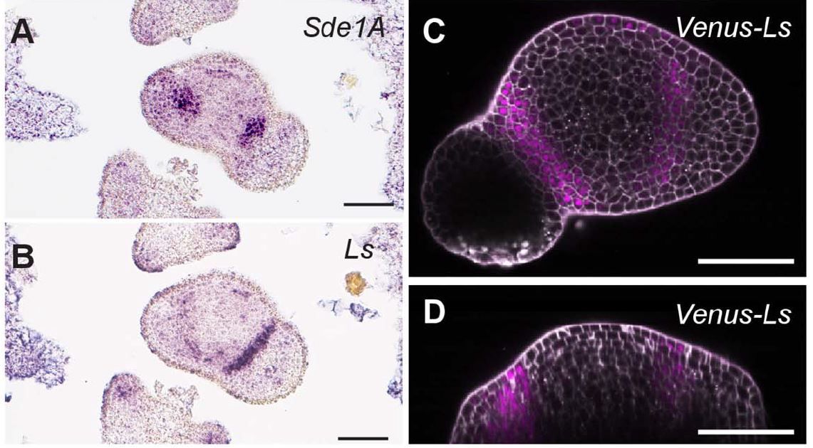 ThePlantCell's tweet image. Super determinant1A, a RAWUL domain-containing protein, modulates axillary meristem formation and compound leaf development in tomato (Hernán López, Gregor Schmitz, Rahere Thoma, Klaus Theres) #PlantSci #LeafDevelopment #Epigenetics buff.ly/3aUTJAP