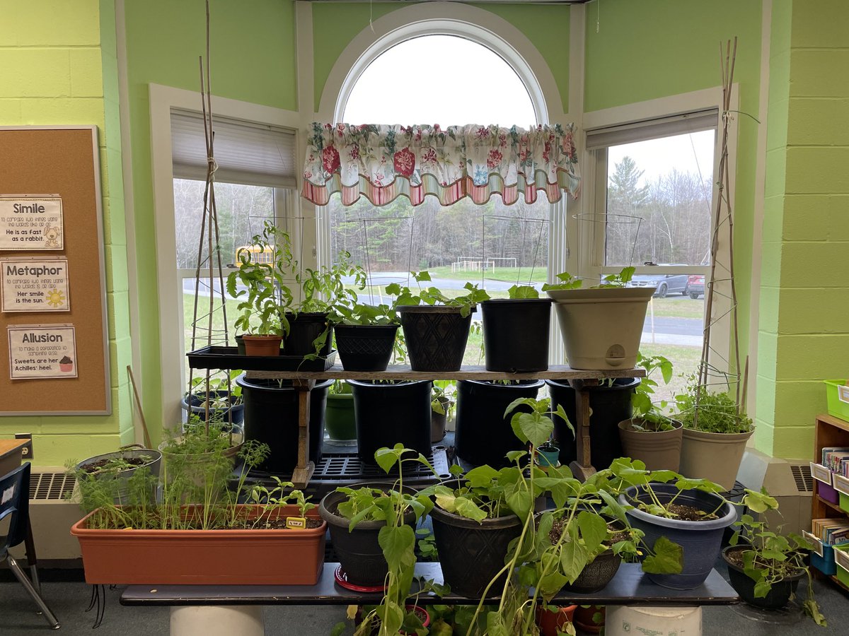 LearnerBased's tweet image. Wolcott Elementary students have been cultivating their seedlings until they’re ready for planting in the outside world. Just like their teachers have been doing, metaphorically!