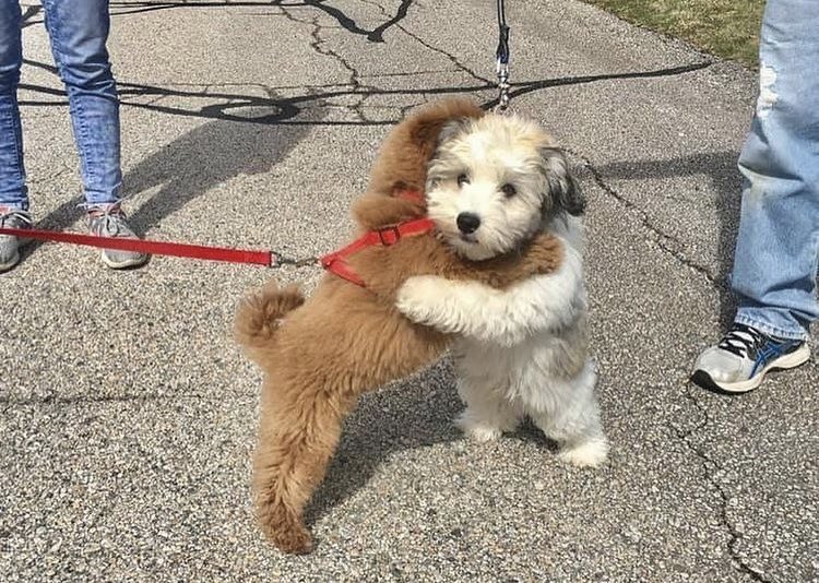 yopotnawhiz's tweet image. When we are all fully vaxxed and I finally get to see my dawgs.