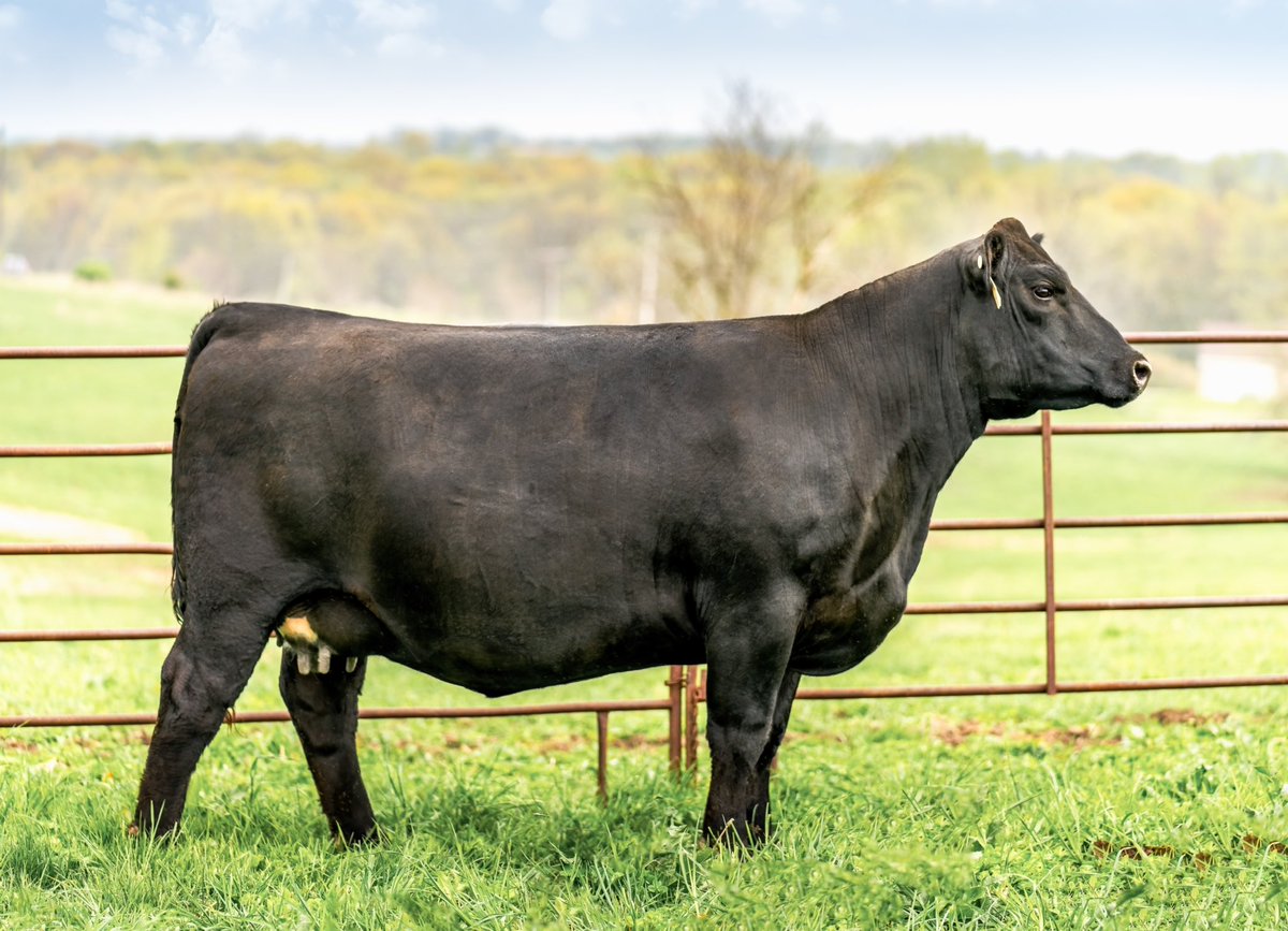 “𝐓𝐡𝐞 𝐗-𝐅𝐚𝐜𝐭𝗼𝐫“

Byergo Elia 8356
Lot 135X
May 15th @byergo_angus 

The Byergo Oasis daughters have proven to be tremendous and Oasis continues to see heavy use in the herd. 

#angus #cattle #beef #commercialcattle #registeredcattle #ranching #bull #cow