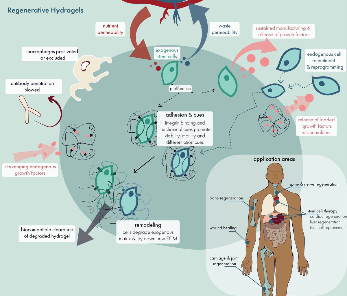 Tissue regeneration has long been and continues to be a major area of research for hydrogel technologies. Here, we focus on the idea of cellular therapies and the development of materials that facilitate cells-as-cargo.