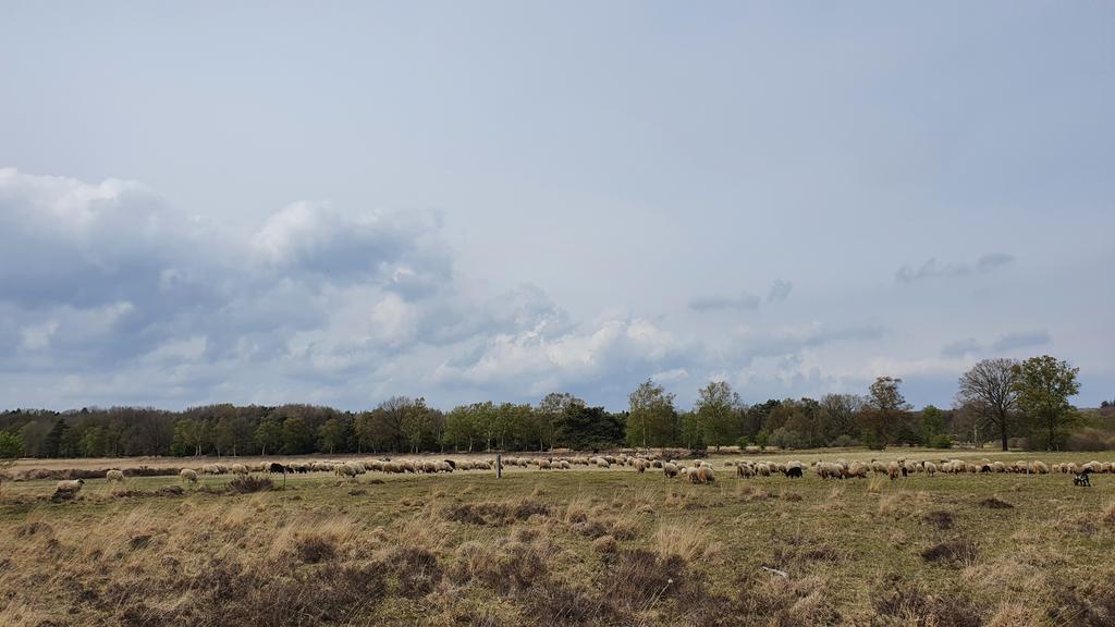 FritsvanLaar's tweet photo. Regen richting #Ruinen maar boven #Lhee was het wel OK..

#InWeerEnWind #Dwingelderveld #DrentsHeideschaap #AchterTZaand @drentslandschap @N2000drenthe @Natuurmonument https://t.co/vOV1jlh134