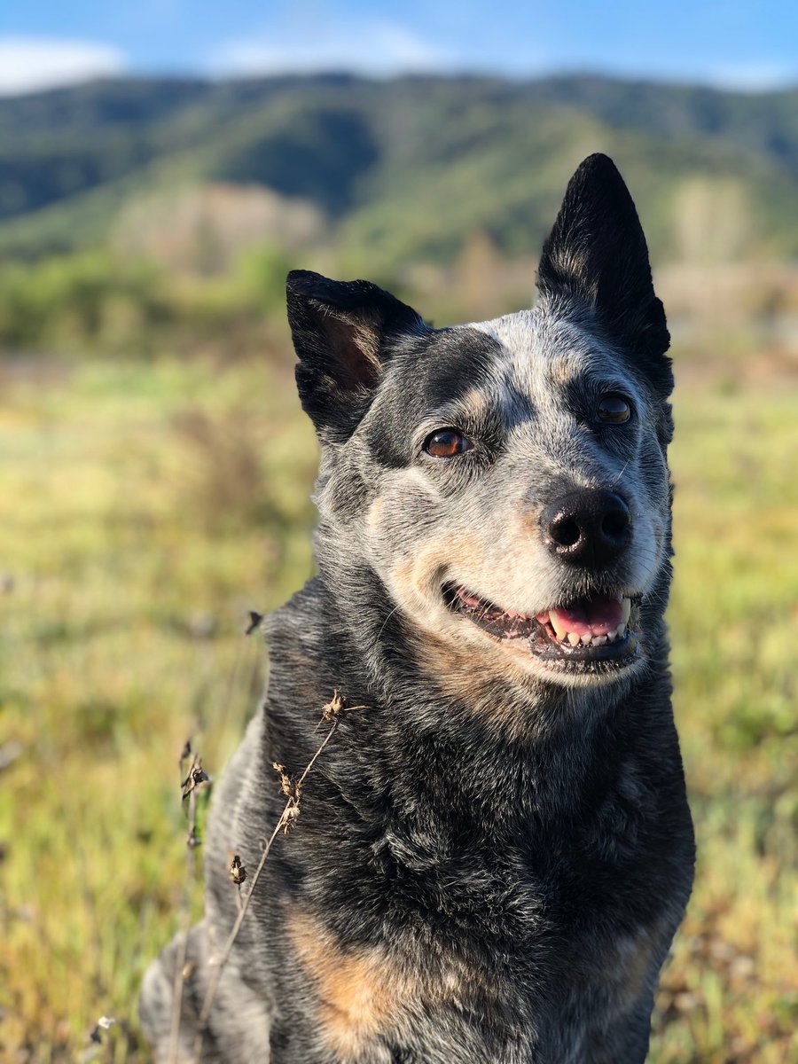 Morgan_Nicole_7's tweet photo. Lola is still such a stunner at 13 🥰 🐾
@budweiserusa 
#PupweiserContest https://t.co/jhLMnPJYSv