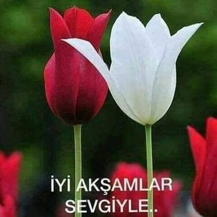 Dede38__'s tweet photo. @SaadetUysal18 @__Ihtiyar @TC_TOPRAK_ @hakkisallier @Nevresteaslan16 @sonmarti1 @zllktlr @Coskuner_Rabia @Son_moohican @Aslican33 @leventakbas4 @AtakiziSeher @ZSoytan @GBocekoglu @sakineozkaya @avukatbahatttin @AtaminKiziyim @koczeynep123 @vanilya3 @muallayass @hzlandirc @turkcemile66 @_81_Bayraktar @ayseucar5 @agantaRC @pektaspektas3 @Tagnostik4459 @hzlandrc @pek20862298 @cagantelas @ATAMZNDEYZ14 @Feza17469272 @Ylmaz74041250 @YedekciC @onayalpago @AdayEsat @osmannersoz @taliptuncer1 @kurtulus_elibol @Berfinim_Deniz @nesrinertass @Son_mohican_1 @SaadetUysall @62Fgn @krdnzkaya @DulgerNuretdin @Ceyhan17990111 @Fatmace88204356 @Erol77617493 @CENGPASAVLI mutlu güzel sağlıklı akşamlar sevgiler yoldaşlar..🇹🇷💞🇹🇷💞🇹🇷💞🇹🇷💞🇹🇷💞🙏
İnsana vefa yakışıyor.,
Yüreğe sevda,
Gözlere haya...
Ve en çok yaşamak yakışıyor.
#İnsanca, #sevdaca , #duruca… 🎗
╰❥╮MusMutlu Akşamlarrr╰❥╮ https://t.co/5X15mejCFC