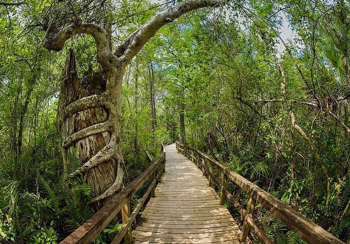 A strangler fig swallows the remains of an ancient cypress along this boardwalk into the Fakahatchee Strand. Photo by @joseph_ricketts #floridaexplored 
.
#fakahatcheestrand #fakahatchee #fakahatcheestrandpreserve #floridatrails #floridanature #keepflwil… instagr.am/p/CObZpxgMvNa/