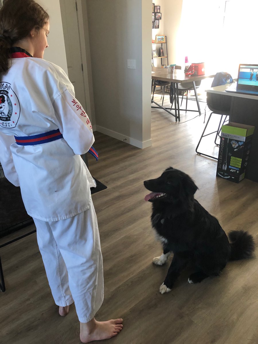 BishopSTEM29's tweet image. When taekwondo 🥋 is online, even the pup gets to join in. #keepfithavefun #taekwondo #bordiecollie #karelian #newwhitebelt