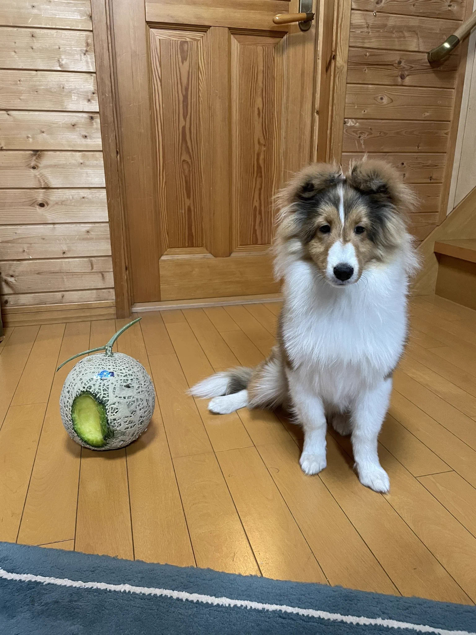 有罪判決決定！わんちゃん無断でメロンを食べてしまったw甘い匂いにはかなわず…。
