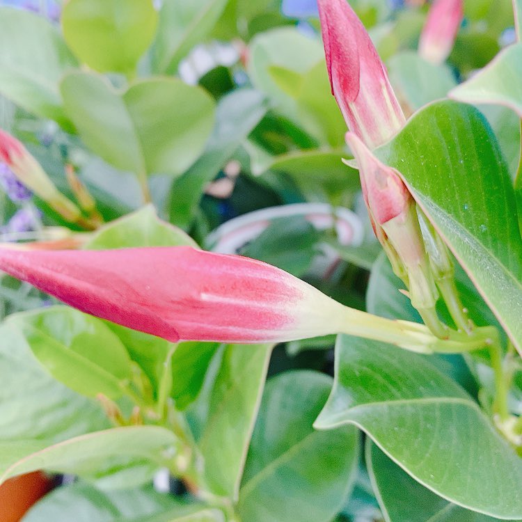 リップギャル Twitter Search Twitter