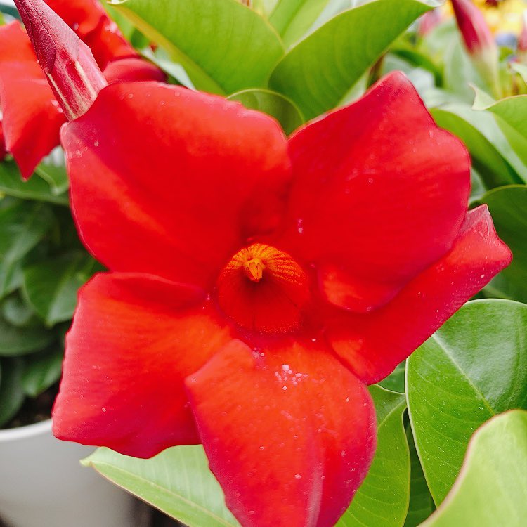 リップギャル Twitter Search Twitter