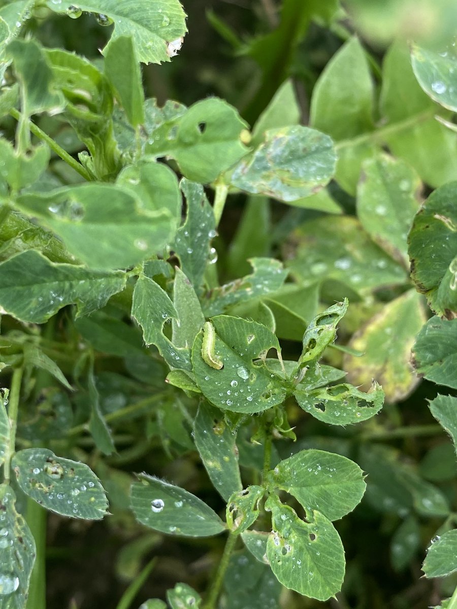 Alfalfa weevils are a real issue this spring. Be sure to check your crop