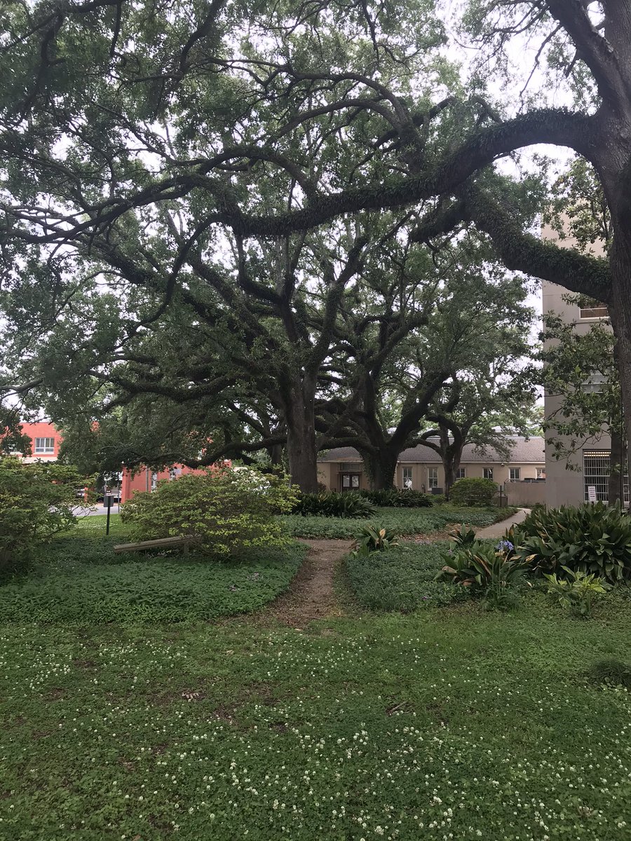 KayleeNormand's tweet photo. Find out what special event is taking place under these beautiful oaks in Crowley this week at 5, 6 and 10pm tonight on @KATCTV3 https://t.co/6I3v7oHTL9