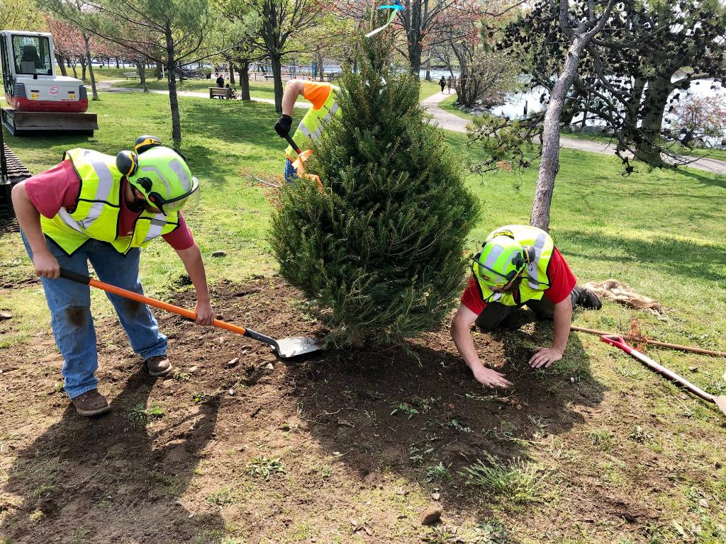 nationalgridus's tweet image. Greening up the communities we work in is important. As a part of our Power4Tomorrow project, we began planting the first of 60+ trees in downtown Providence, RI. Learn more here: ngrid.com/333hsKZ #GreenerGrid