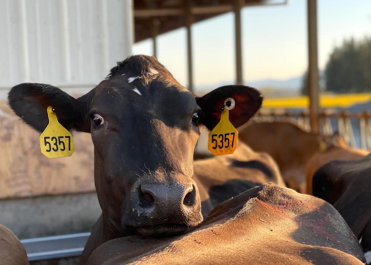 Lean on us for delicious, nutritious and sustainable #dairyproducts in the #PacificNorthwest!

#sustainablenutrition
#localfarms