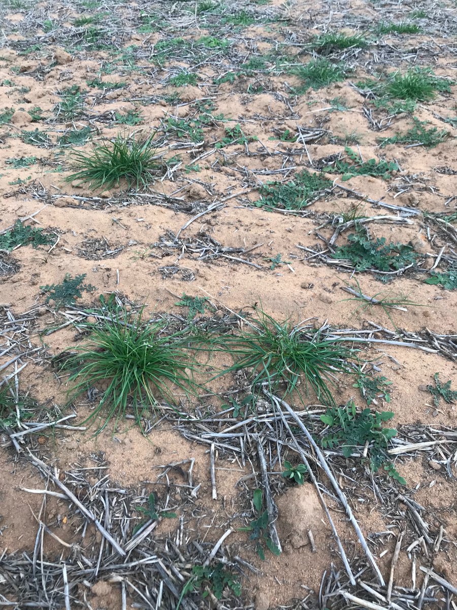 And we thought the Wimmera was all brown, Look what happens in light soil patches. Looking to Guerrilla twice with these big boys with Voraxor 200ml for additional grass/broadleaf control.