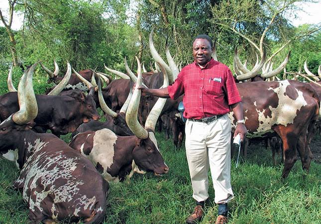Africa Facts? on Twitter: "In 2004, South Africa's President Cyril  Ramaphosa visited Uganda's president Yoweri Museveni and bought 43 Ankole  cows. He has sold nine of them just for R2.7 million ($187,419),