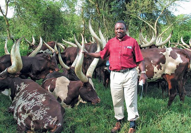 Africa Facts? on Twitter: "In 2004, South Africa's President Cyril Ramaphosa visited Uganda's president Yoweri Museveni and bought 43 Ankole cows. He has sold nine of them just for R2.7 million ($187,419),