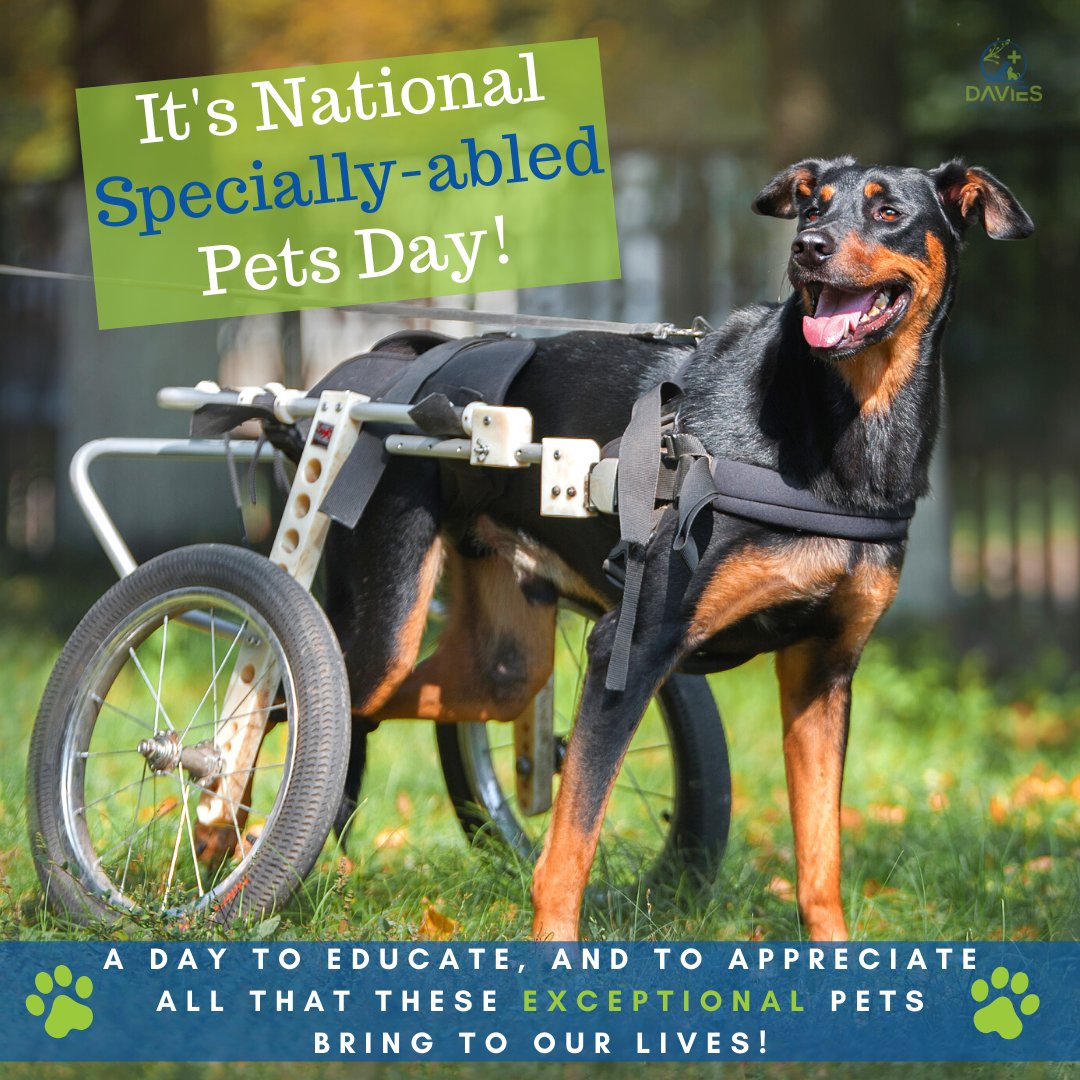 Pets with special needs can live long, happy, and fulfilling lives! 🐾

Do you have a specially-abled pet in your life?

#nationalspeciallyabledpetsday #speciallyabledpetsday #speciallyabledpets #daviesah #yubacity #yubasutter #marysville #suttercounty #dogsofsactown