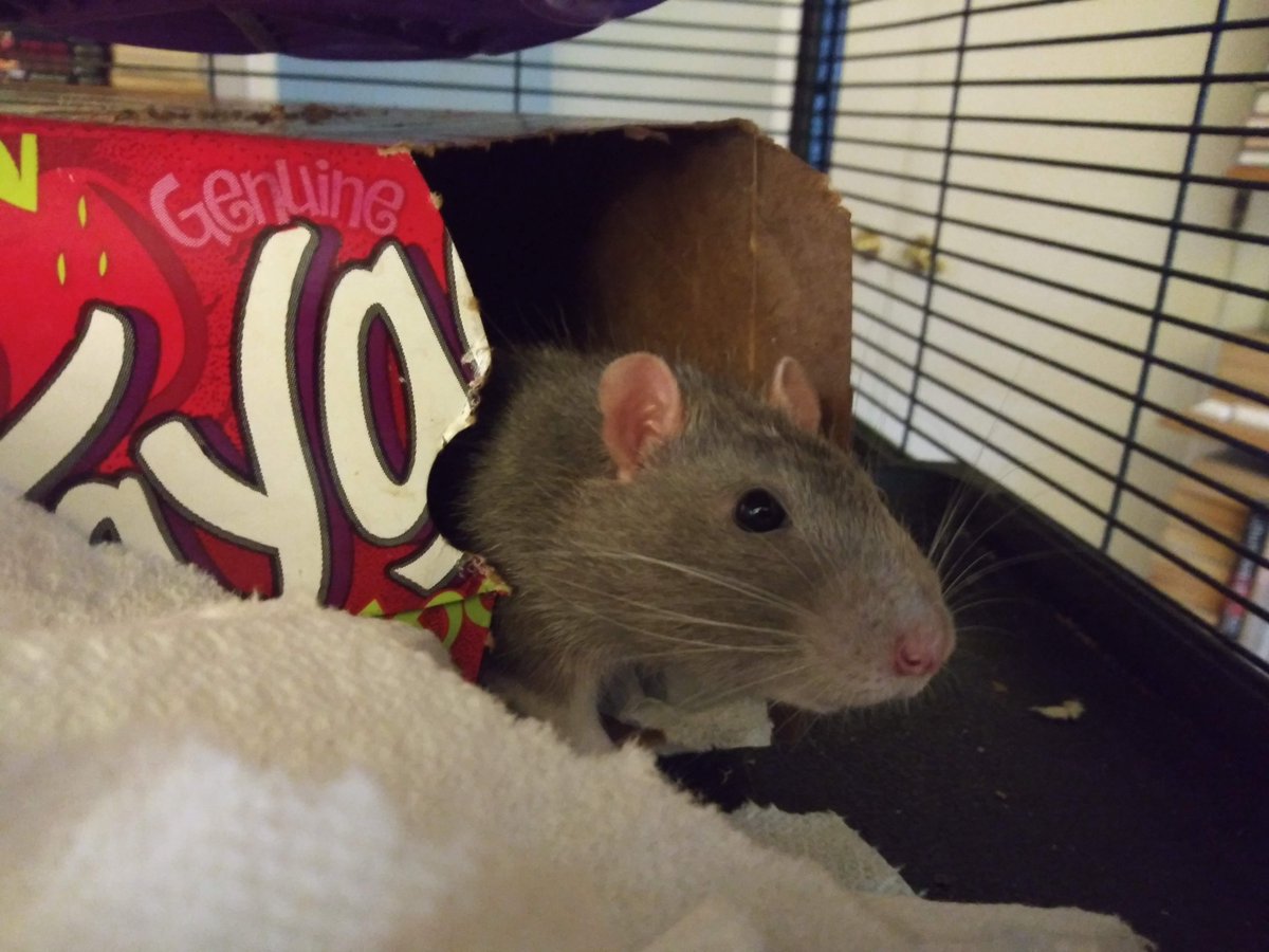 mwlauthor's tweet photo. Beemster is volunteering to make the #tlsmastery print sponsor gifts slightly more ratty. To imbue them with ratness, as it were.
Pondering taking him up on it. #rats #petrats https://t.co/gFFWLdWV6A