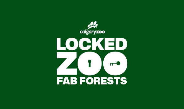 jetpackcreative's tweet photo. There are only two days of sunshine later this week — Wednesday and Thursday — and you can play the new Locked Zoo: Fab Forests at the Calgary Zoo on either evening! It's an all-outdoors, 18+, licensed event, with 30ha of pathways to get lost in. Tickets: https://t.co/xFmX2YyoYp https://t.co/xh8Vt30Dri
