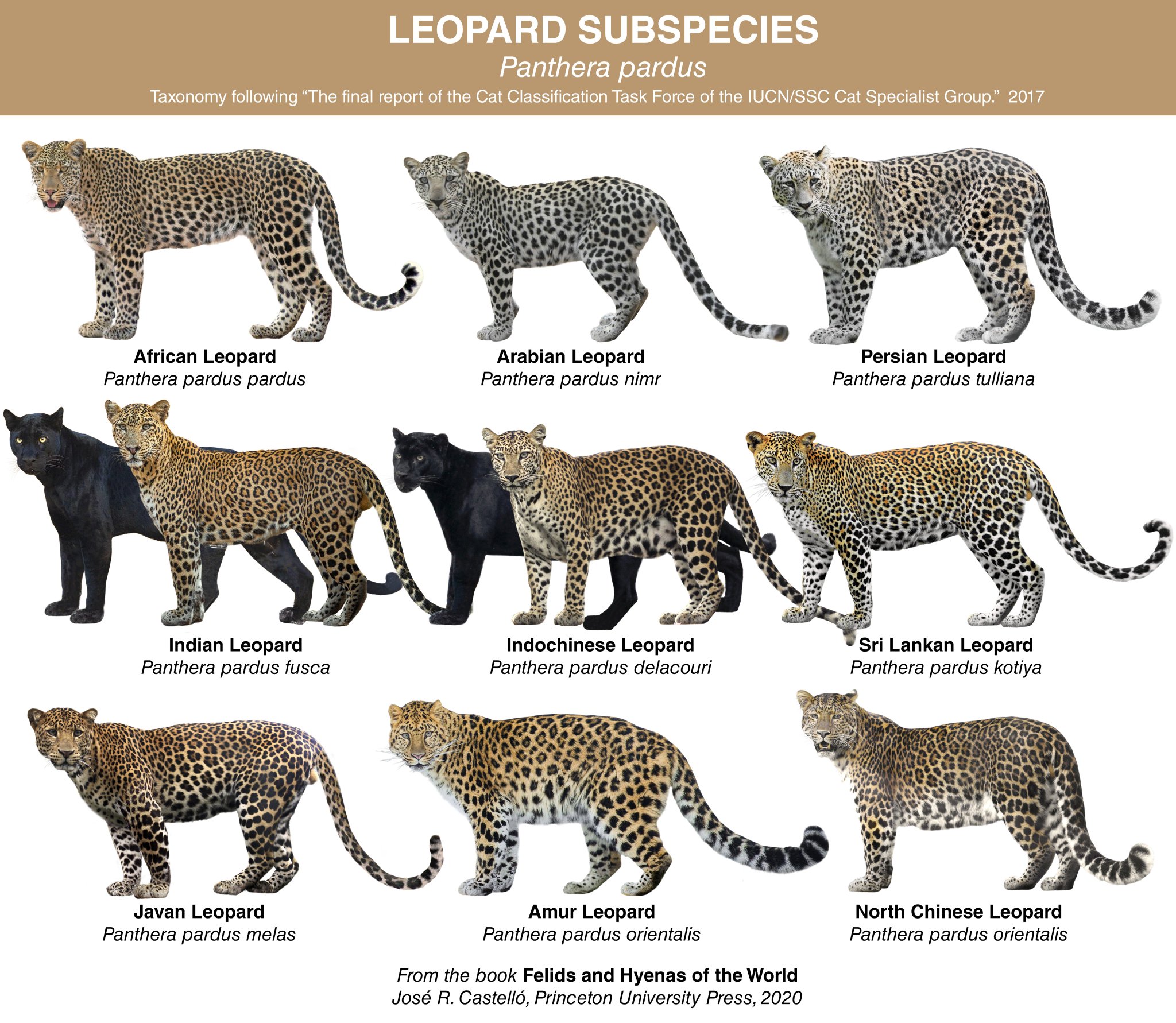 Dr. Jose R. Castello on Twitter: "Today is International Leopard Day.  Throughout North, East, and West Africa, Middle East, East, and South-east  Asia, Leopards have suffered marked reductions and regional extirpations due