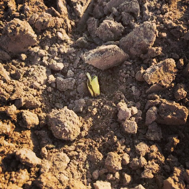 Our first cotton plants are breaking through the ground! The ideal plant date is between late April - early May. So these plants hit the window perfectly! #cotton #Plant21