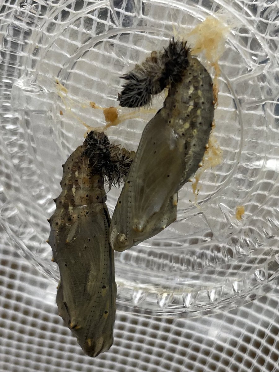 cfarison's tweet photo. We have Chrysalides!!! A special thank you to @McclellanPta for saving the day after a shipping snafu. The PTA is kindly sponsoring our 2nd Grade Butterfly unit this spring. @McClellan_WJHSD #WErTJ https://t.co/8Np0VdrpJZ