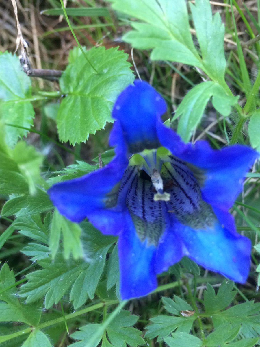 miaudit's tweet photo. @AlmiraUva @lagatta4739 @AntonellaLaTor6 @DonatoMarinelli @lucy_esposito @ValerioLivia @SuttoraM @giusyna___mood @angygel22 @Hakflak che prometti il #blu

fiore di carne...
       ...e spine _ tu curami,
                               e precipito

#MauMau “#Fiore” in #senryū https://t.co/p31s2l1jMd

#BluÈBellezza/#BlueIsBeauty

#MiRaccontoConIFiori #CasaLettori

#vocifuori https://t.co/dgUHr7yd5r