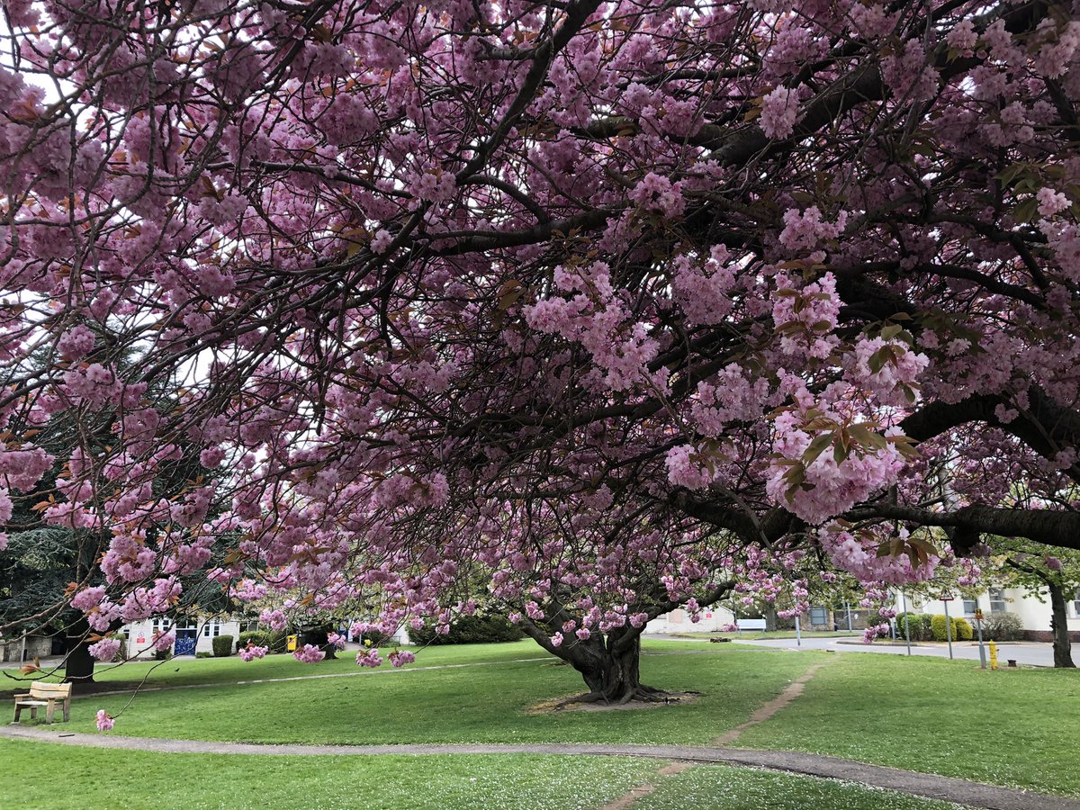 It’s blossom time at the AAH, such lovely grounds sure brightens a dreich bank holiday.